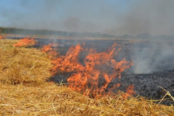 Тернопільські екологи розповіли про шкідливість спалювання листя