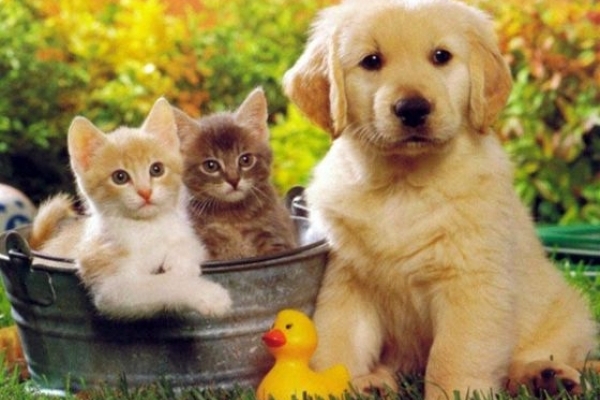 На Тернопільщині охороняють майже півтисячі видів тварин