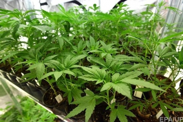 На Тернопільщині закрили плантацію із понад тисячею кущів марихуани