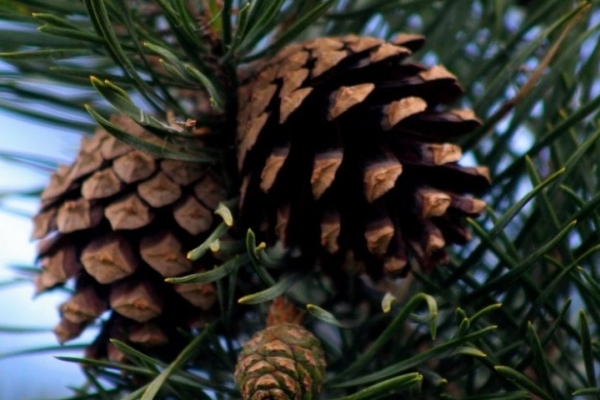 На Кременечинні впіймали чоловіка, який незаконно зрізав дерева