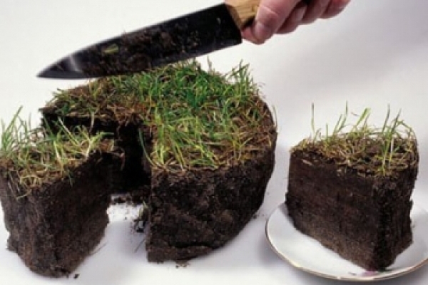 На Тернопільщині жінка отримала у власність землю, підробивши на неї документи