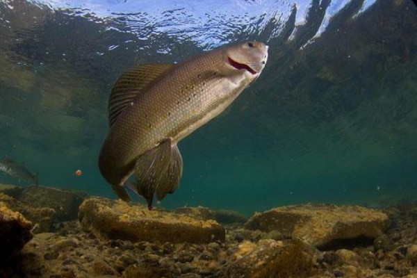 Рибакам з Тернопільщини нагадують про заборону вилову на зимувальних ямах
