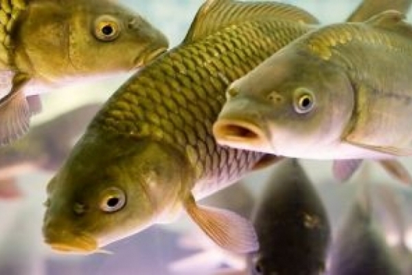 На Тернопіллі за місяць виявили 27 випадків браконьєрства