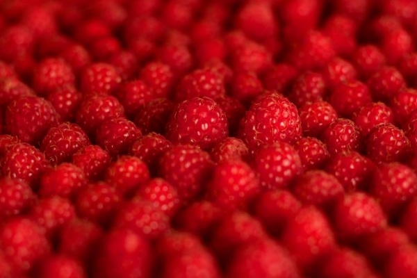 Оце пощастило! Французи дадуть 300 тис грн «на ягоди» селянам з Тернопільщини