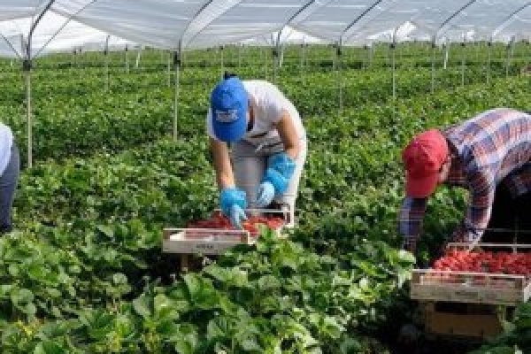 Мешканцям Тернопільщини доведеться платити за роботу в Польщі?