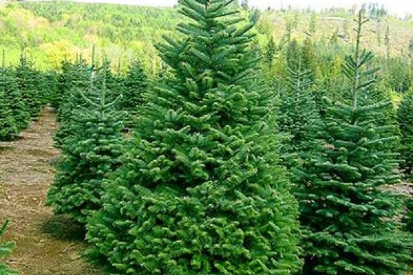 В Тернополі вже почали продавати ялинки