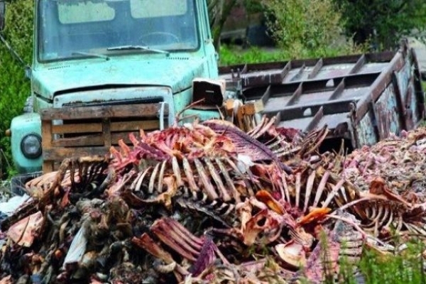 Єдине на Тернопільщині підприємство з переробки тваринних відходів більше не працює (Відео)