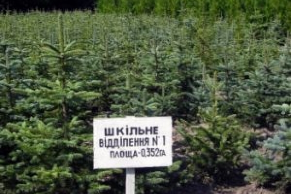 Живих ялинок стали менше купляти тернополяни, розповіли лісники