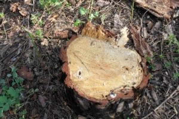 Дерев на 90 тисяч гривень незаконно зрубали у лісі на Кременеччині