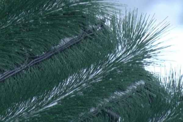 На головній ялинці Тернополя облаштовують ілюмінацію