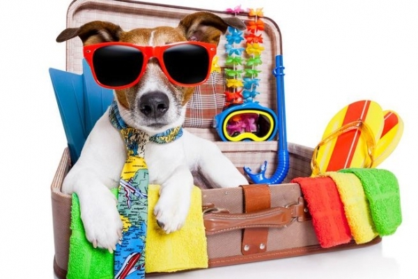 Поради тернополянам, які збираються подорожувати разом із домашніми улюбленцями