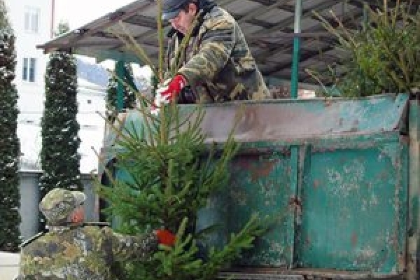 У Чортківському лісгоспі розповіли, де купити новорічну ялинку і у скільки вона обійдеться