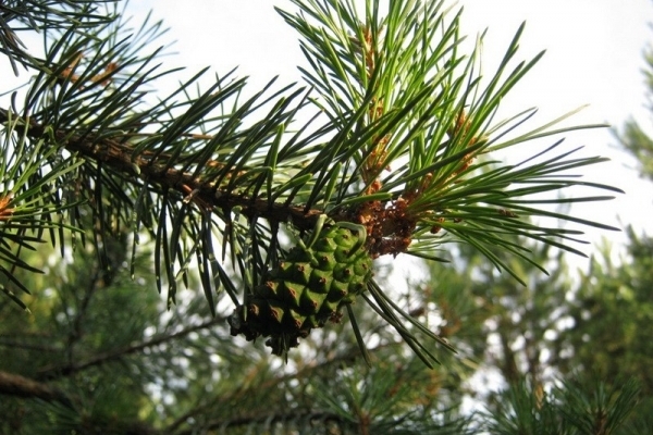 1700 гривень заплатять тернополяни, піймані з нелегальною ялинкою (Відео)