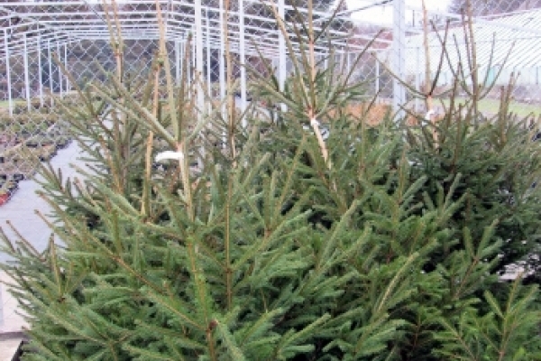 Лісові господарства реалізували 5644 новорічних хвойних