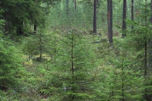 На Тернопільщині заробили 335 тисяч на деревах