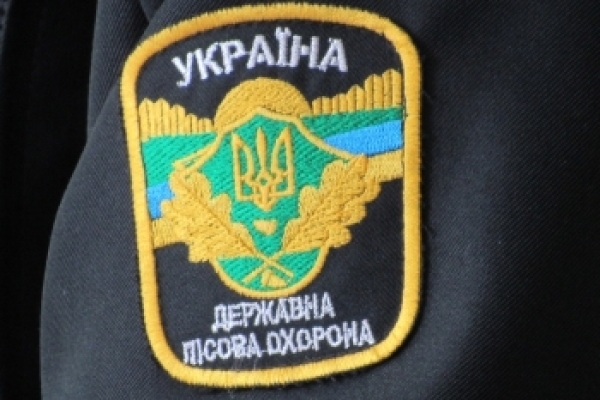 Одне «заготовлене» хвойне деревце обійшлося лісопорушникам у майже 500 гривень