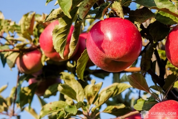 В Україні зберуть рекордний урожай яблук у 2018 р.