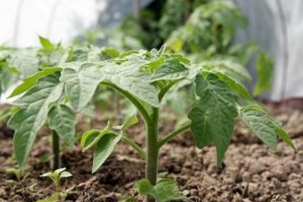 Незаконне використання землі навчального закладу на Теребовлянщині призвело до збитків у 100 тис. грн