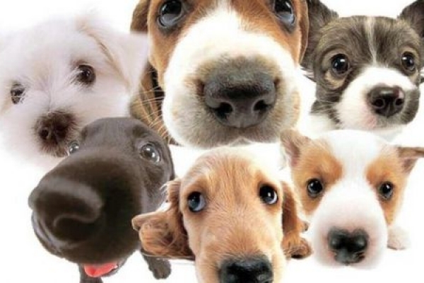 У Тернополі злодій із зоомагазину викрав товару на 20000 грн