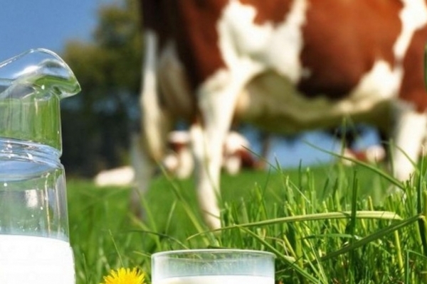 Мешканці Тернопілля можуть бути спокійні: заборони на купівлю молока у населення не буде