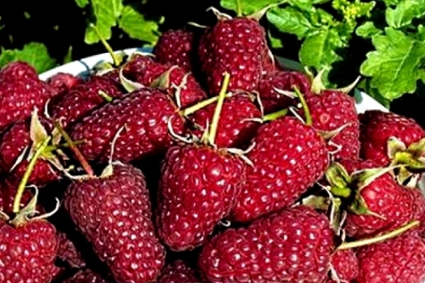 Вітаміни для ЄС – експорт української малини стрімко зріс