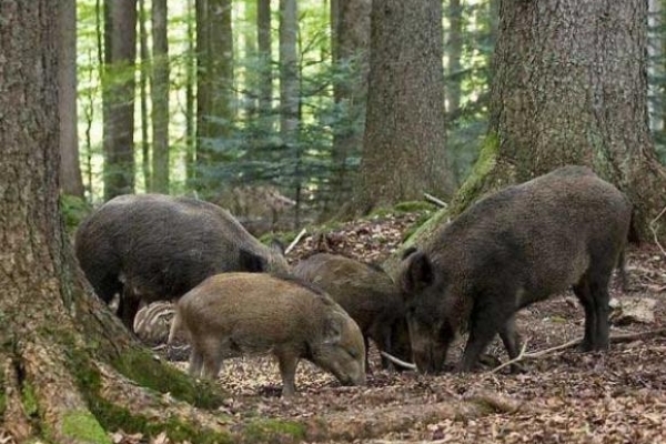 Два райони Тернопільщини виявились неблагополучними через чуму