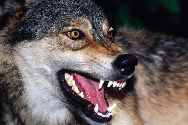 На Тернопільщині село оголосили неблагополучним