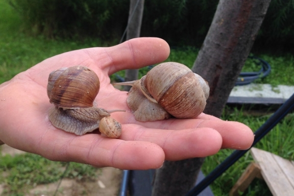 Тернопільські фермери агітують вирощувати равликів