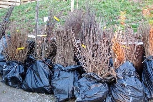 В Чорткові організували бізнес на крадених деревах