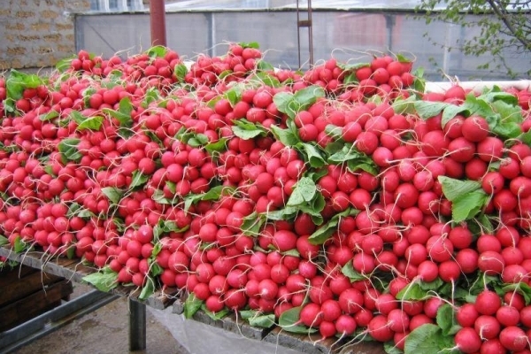 В Тернополі не радять купувати закарпатську редиску 