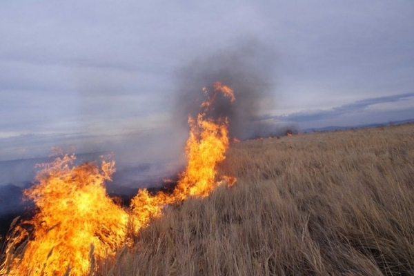 Тернополянам розповіли, куди повідомляти про паліїв сухої трави