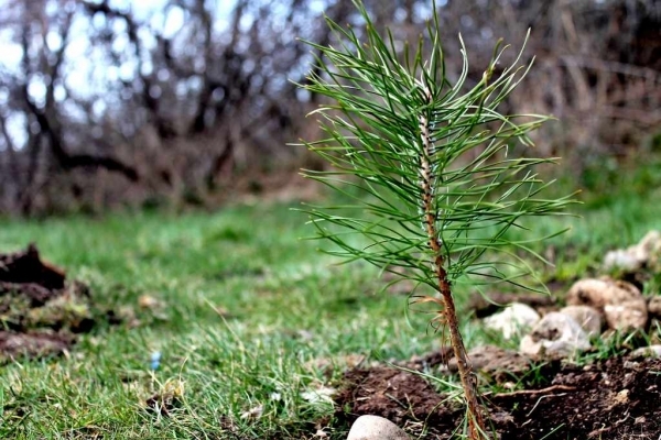 На Тернопільщині висадили близько 17 тисяч сосен (Фото)
