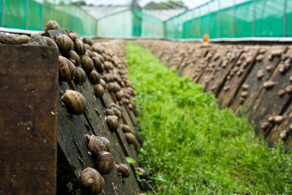 Тернополянин вирощує равликів на експорт (Відео)
