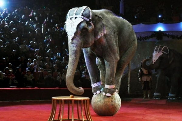 Тернопільські активісти хочуть заборонити пересувні цирки у місті