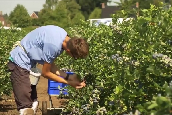 Як українська молодь збирає в Польщі лохину за 220 гривень на день (Відео)