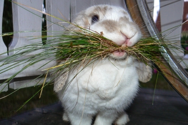 На Тернопільщині жінка тримала гроші в клітці для кролів
