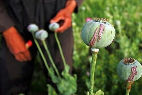 На Тернопільщині розпочали пошук «наркоплантацій»