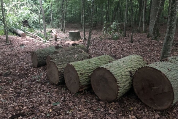 Гастролери з Рівненщини крали ліс на Тернопільщині (фото)