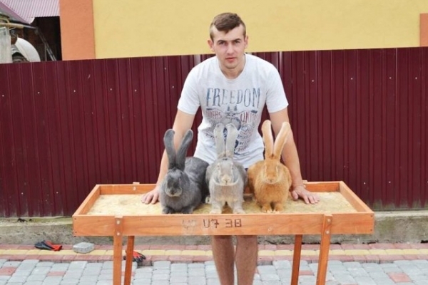 На Тернопільщині молодий фермер розводить справжніх вухастих велетнів