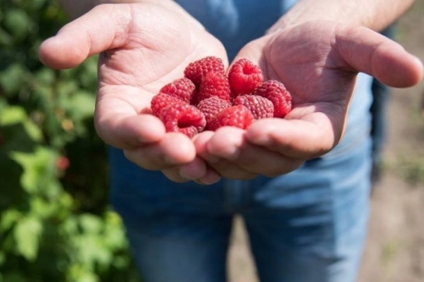 Ягідний кооператив із Тернопільщини виходить на європейські ринки