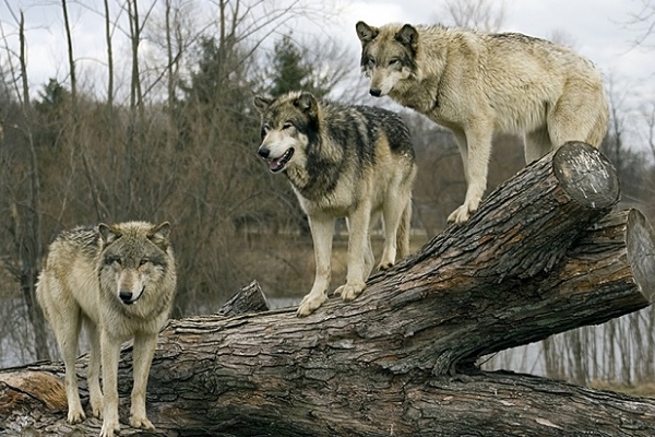 Біля Зборова розгулює зграя вовків (Відео)