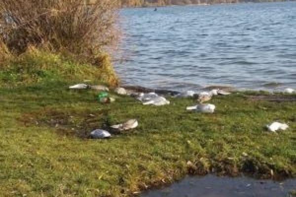 В Тернополі вияснили, чому загинули чайки на озері