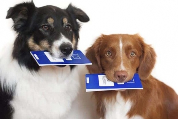 Виявляється, завезти в Україну домашнього улюбленця не так просто