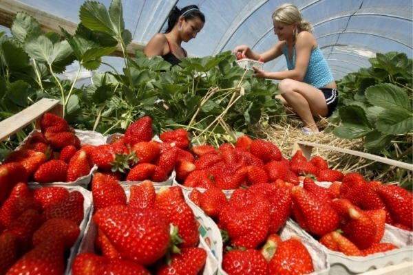 Поляки планують збільшити зарплати українським заробітчанам