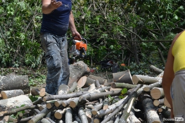 Чому у тернопільських парках ріжуть дерева, пояснили фахівці (Відео)