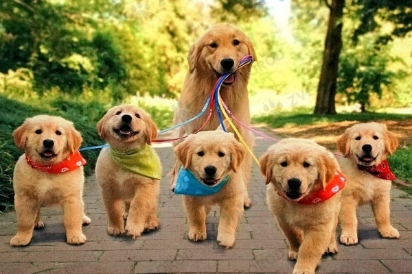 Мешканців Хоросткова штрафуватимуть за неприв'язаних собак