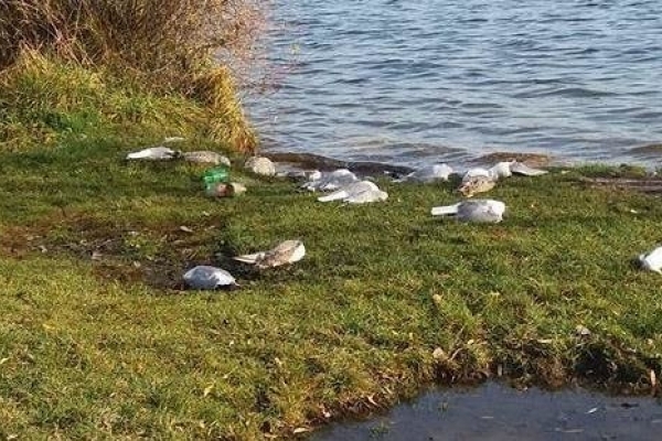 Фахівці встановили причину загибелі птахів на березі тернопільського ставу. 