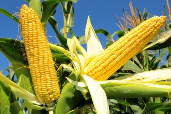 Україна стала єдиним експортером кукурудзи до Єгипту