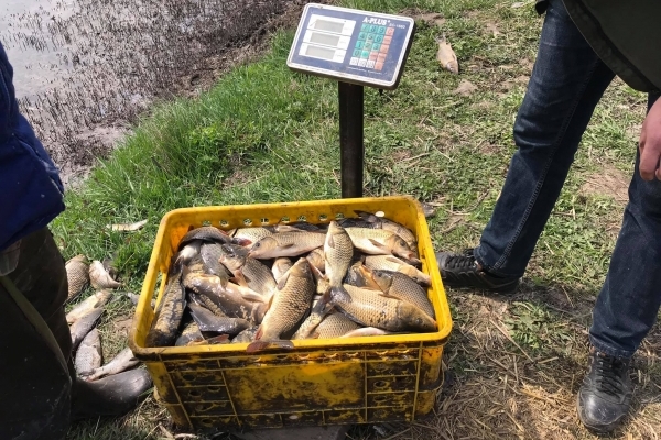 Близько двох тонн риби випустили у Тернопільський став (Відео)