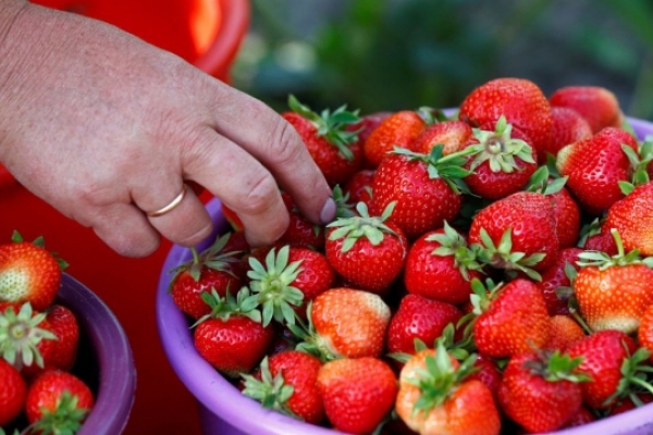 Полуниці цього року в Тернополі дешевші, ніж вторік